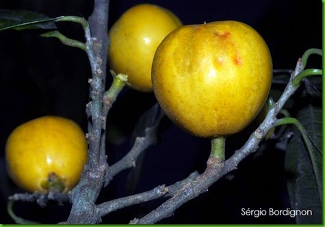 Chrysophyllum gonocarpum Chrysophyllum gonocarpum