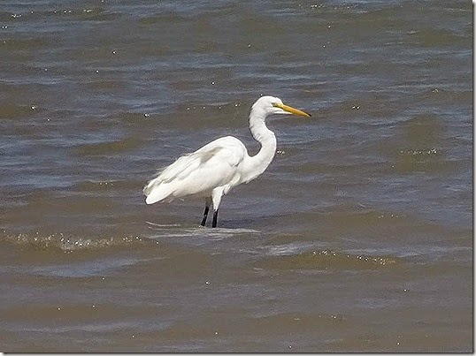 Egret at Requeson