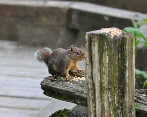 DSC_0500.jpg DSC 0500