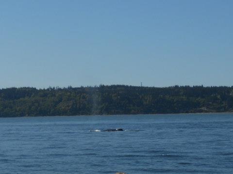 [Whale%2520Spout%2520May%25203%255B5%255D.jpg]