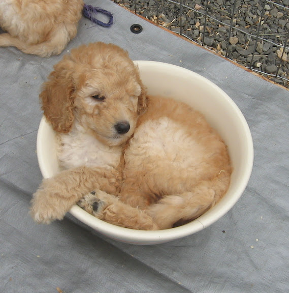 puppy<br />
GorgeousDoodles<br />
labradoodles