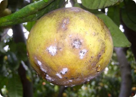 agrumi muffa agrumi muffa