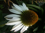 Dec 20 - Big Daisy