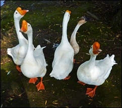 geese