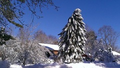 Blizzard 2.10.2013 leaning spruce 27