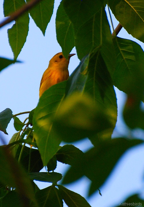 [5.%2520yellow%2520warbler-kab%255B5%255D.jpg]