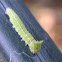 Hackberry emperor