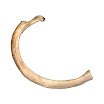 rib_2nd_right.jpg