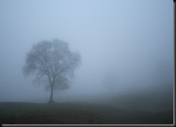 árbol en la niebla árbol en la niebla