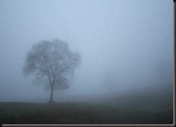 árbol en la niebla