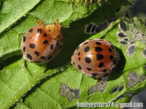  28-spotted potato ladybird