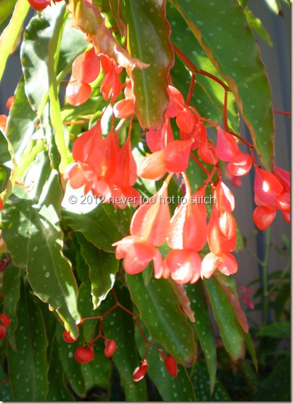 tree begonia