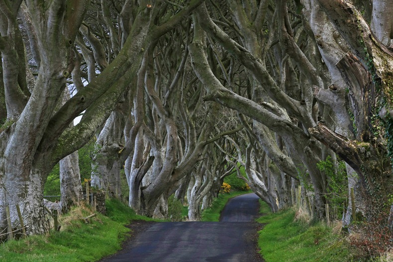 dark-hedges-6 dark-hedges-6