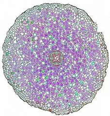 Dicot  Root