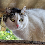 gatti