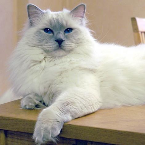 [ragdoll%25201%255B5%255D.jpg]