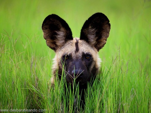 animais national geographic desbaratinando (51) animais national geographic desbaratinando (51)
