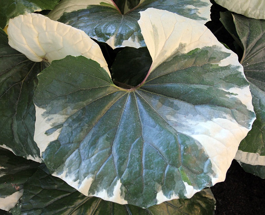 [111016_Santa-Cruz-Farfugium-japonicum-argenteum_08%255B3%255D.jpg]
