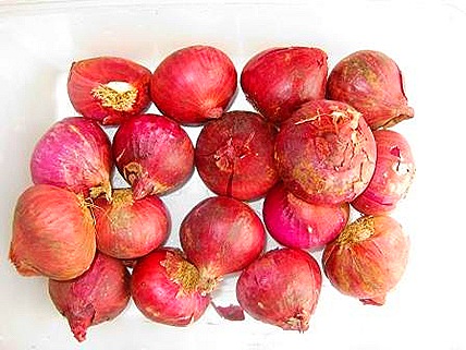 Red creole onion bulbs