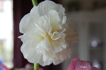 DSC_0009 DSC_0009