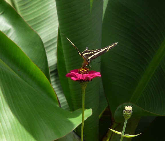 Papilio paeon paeon BOISDUVAL, 1836. Coroico (alt. 1800 m). Bolivie, 5 février 2008. Photo : J. F. Christensen