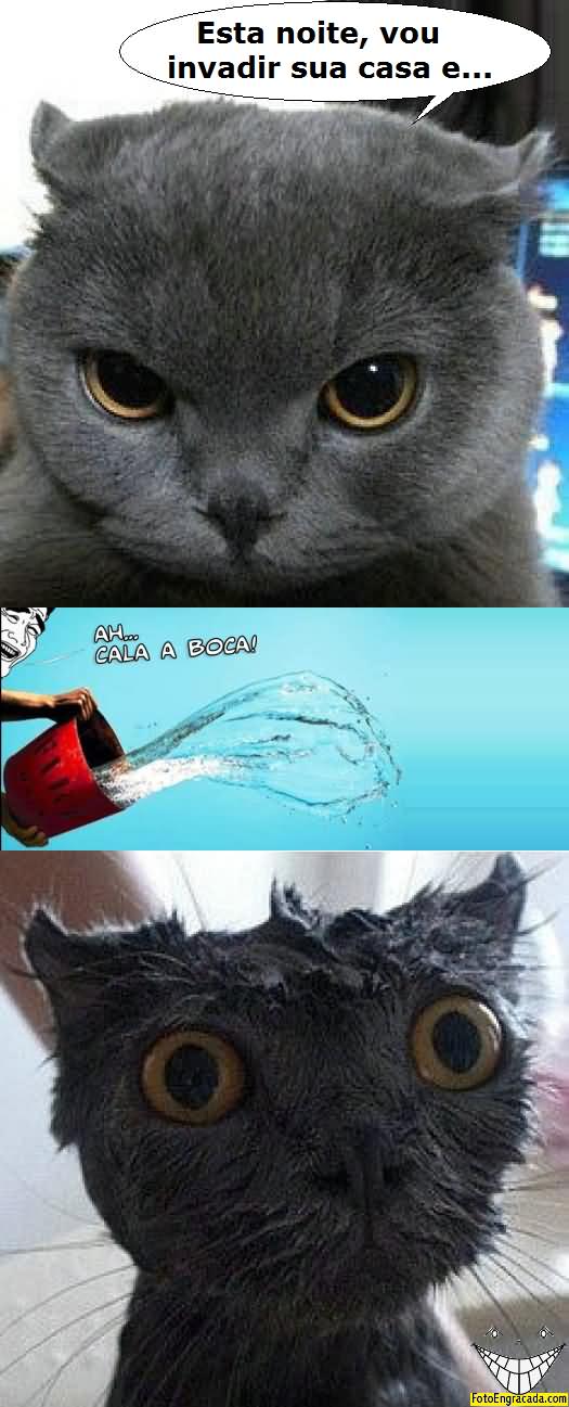 Gato mau