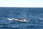 Two whales swimming