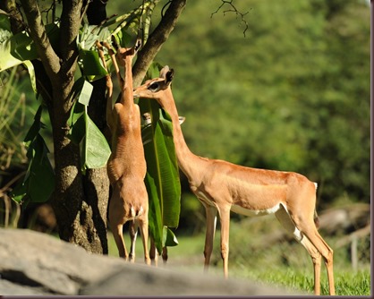 Amazing Animal Pictures Gerenuk (10) Amazing Animal Pictures Gerenuk (10)