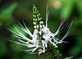 Cat's Whiskers (Orthosiphon aristatus)