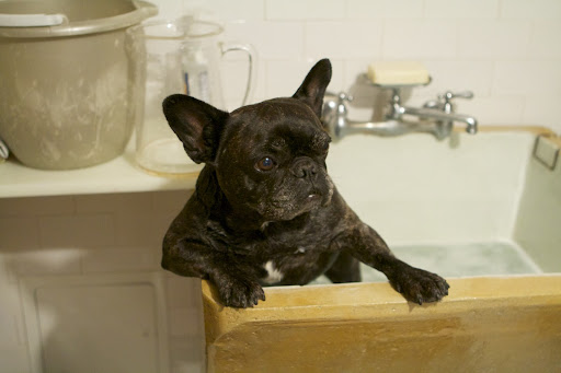 You see, Sharkey?  This is what a relaxed Frenchie looks like.