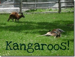kangaroos