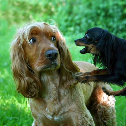 [animals-worried-face-11%255B2%255D.jpg]