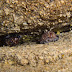 Reticulated Cowry - Photo (c) DavidR.808, some rights reserved (CC BY-NC-SA)