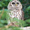 Barred Owl
