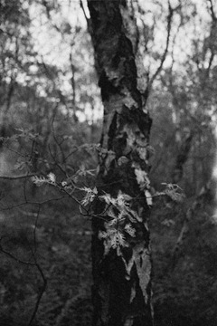 Hartsholme-Birch