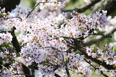 [嘉義-花木] 2012 阿里山櫻花季
