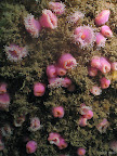 Jewel anemone: pink jewel anemones