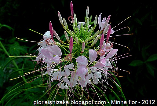 Glória Ishizaka - minhas flores - 2012 - 19