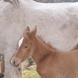 CAVALLS XAVI 061.jpg
