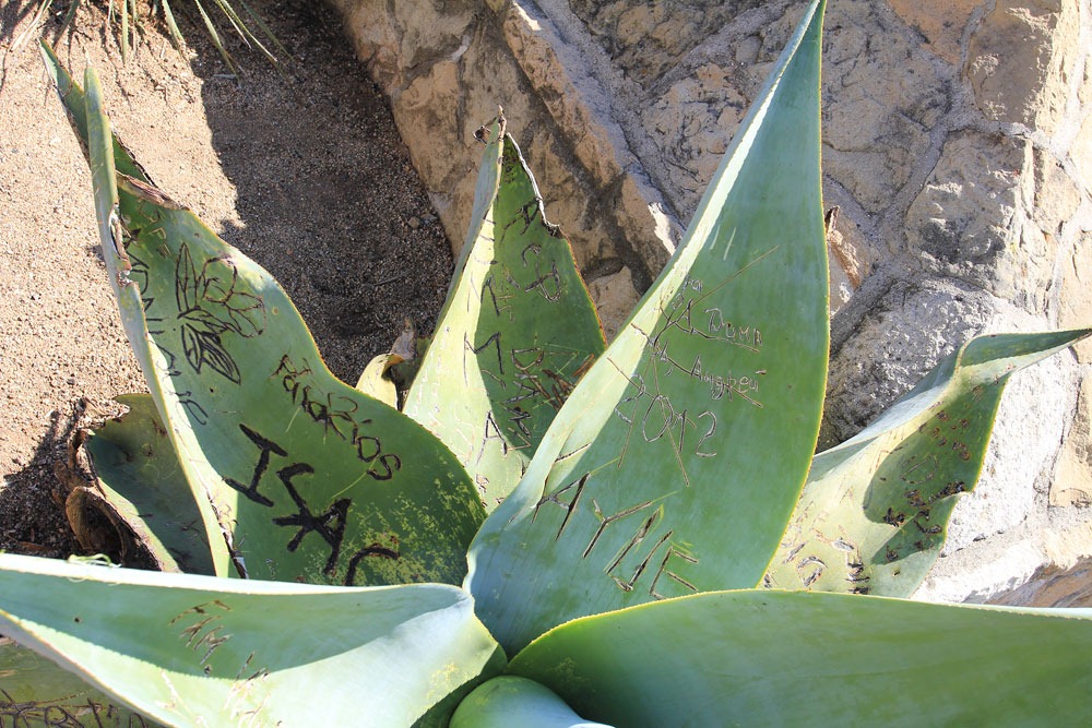 [130402_StaBarbaraMission_Agave-guiengola2%255B2%255D.jpg]