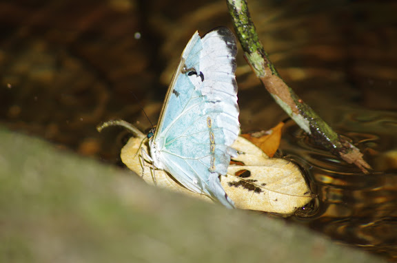 Morpho (Pessonia) epistrophus epistrophus FABRICIUS, 1796. Cachoeira do Escada, Picinguaba (SP). 6 février 2012. Photo : J.-M. Gayman