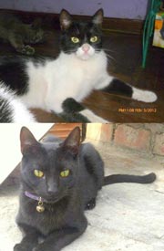 gatitos ventanilla2.jpg