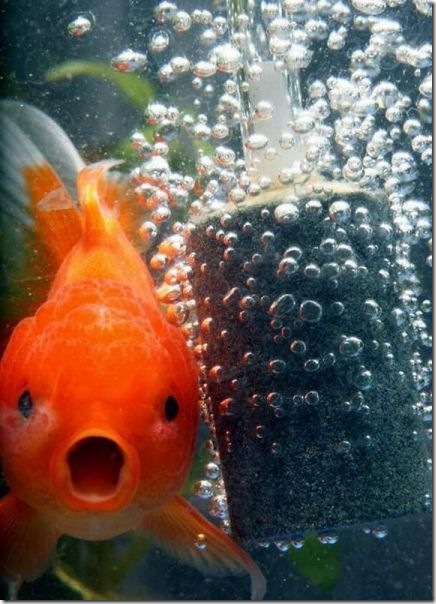 funny-animals-haha-5