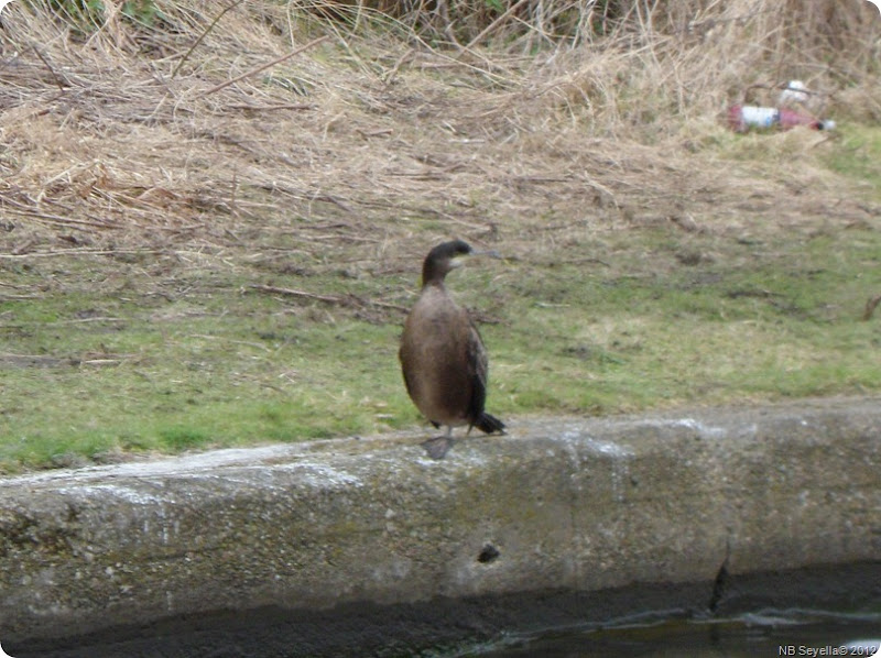 SAM_0048 Cormorant SAM_0048 Cormorant