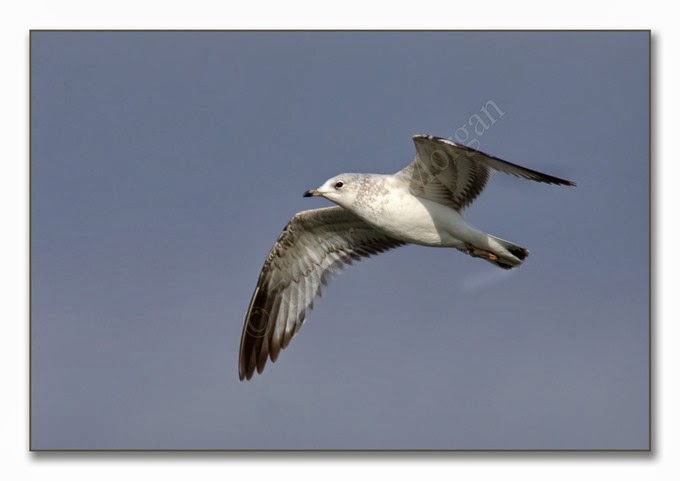 K's Birds 7 C Gull