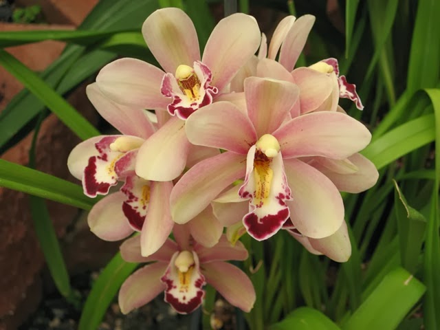 [Orchid%255B3%255D.jpg]