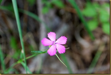 Dianthus sylvestris Dianthus sylvestris