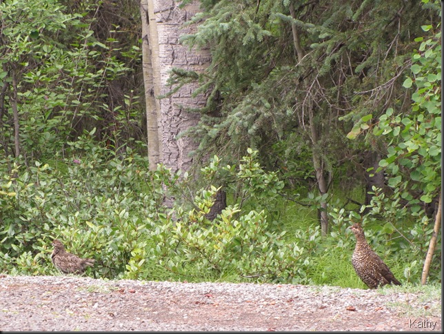 Spruce Grouse!