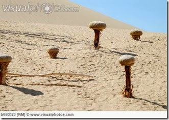 sand_food_plants_pholisma_sonorae_b650023 sand_food_plants_pholisma_sonorae_b650023