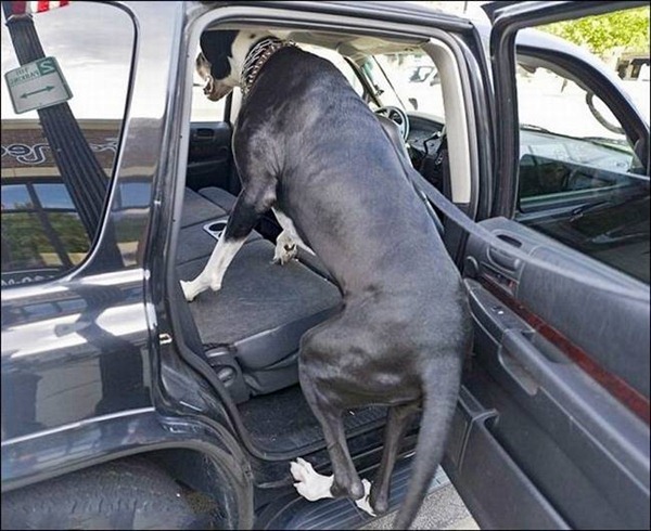 [Nova%2520Tallest%2520Dog%2520-%2520002%255B3%255D.jpg]